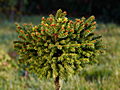 Picea abies Szczawina IMG_1708 Świerk pospolity